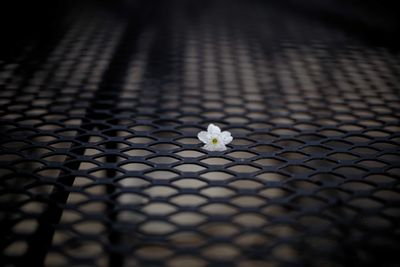 Z8D_4238_DxOFlower1.jpg
