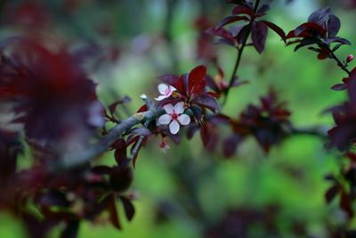 Z8D_4185_DxOBkYrdBlossoms1.jpg