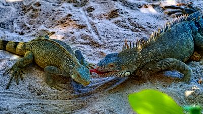 Z8B_5428_DxOCuraçaoCrop169A1.jpg