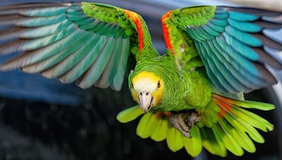 Z8D_8688_DxOBonaireParrot1.jpg