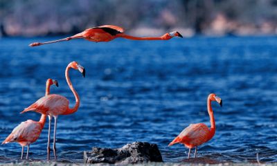 Z8D_7996_DxOBonaireFlamingosCropA1.jpg