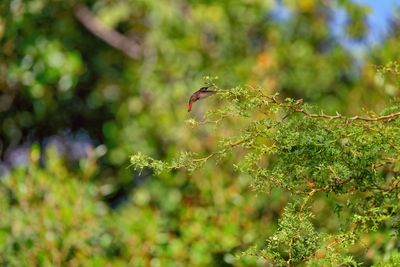 Z8D_9007_DxOBonaireHummer1.jpg