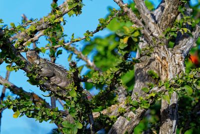 Z8D_7558_DxOBonaireIguana1.jpg