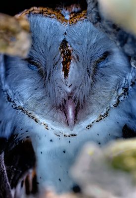 Z8D_7718_DxOBonaireOwl1.jpg