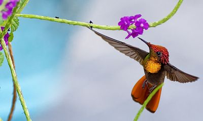hummingbirds