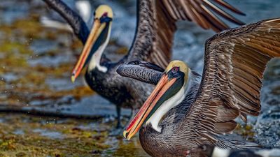 Pelicans