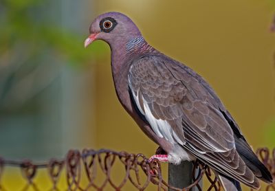 Z8D_6564_DxOBonaireBareEyedPigeonCropBPP1.jpg