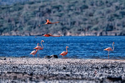 Z8D_7996_DxOBonaireFlamingos1.jpg