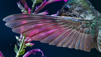 hummingbirds