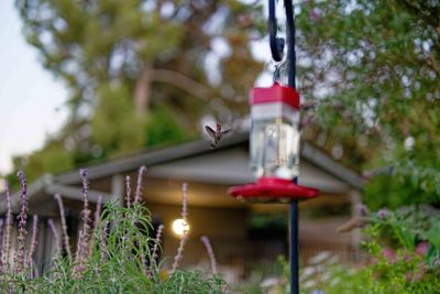 Z8D_9589_DxOHummingbird1.jpg