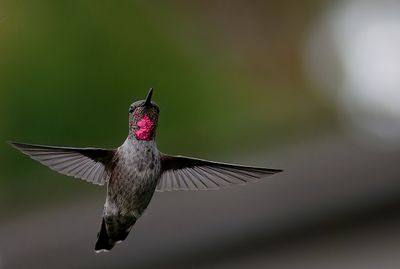 hummingbirds