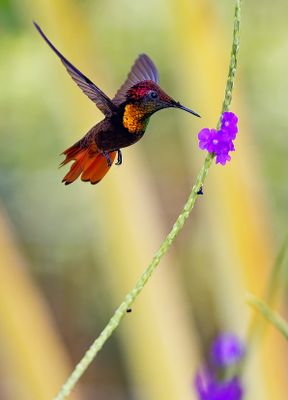 hummingbirds