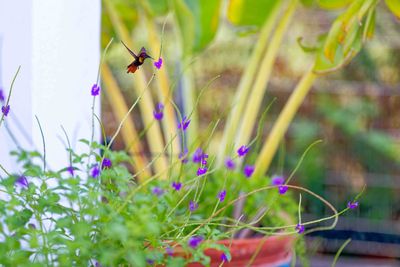 Z8D_6804_DxOBonaireHummingbird1.jpg