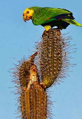 Bonaire