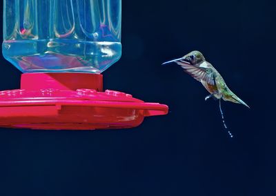 Z8E_0247_DxOHummer1.jpg