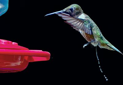 hummingbirds