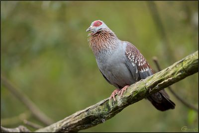 Pigeon de Guine