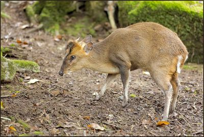 Muntjac de Reeves 01