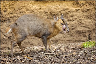 Muntjac de Reeves 02