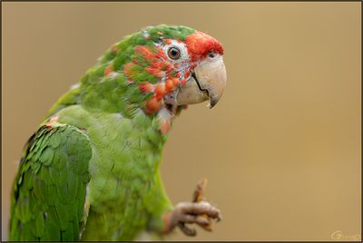 Conure mitre 01