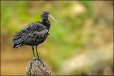 Ibis de Ridgway
