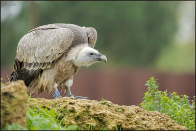 Vautour fauve 01