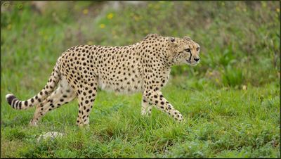 Gupard 01