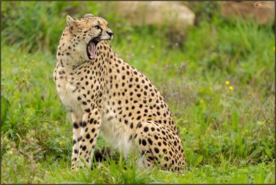 Gupard 02