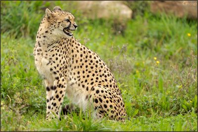 Gupard 03