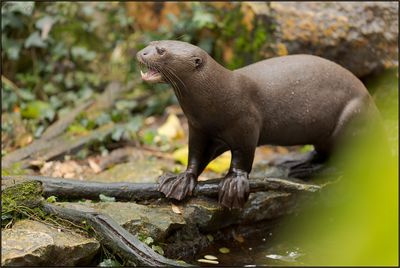 Loutre gante