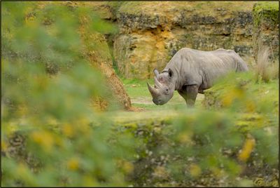 Rhinocros noir 01