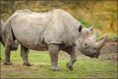 Rhinocros noir 02