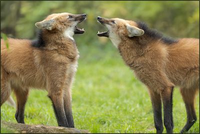 Loup  crinire
