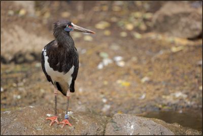 Cigogne dAbdim