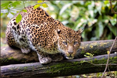 Lopard de Java 01