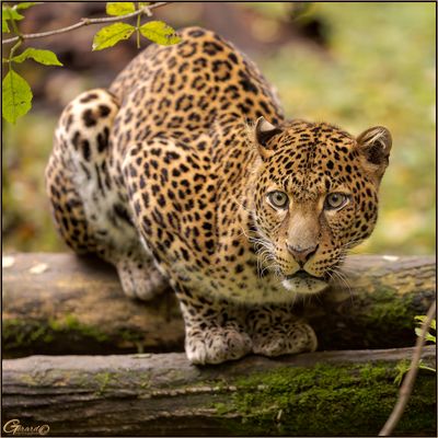 Lopard de Java 02