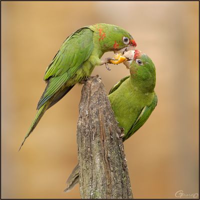 Conure mitre 02