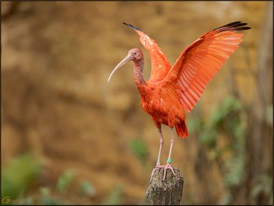 Ibis rouge 09