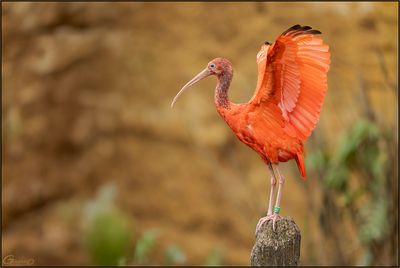 Ibis rouge 08