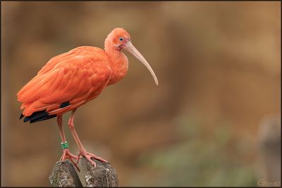 Ibis rouge 06