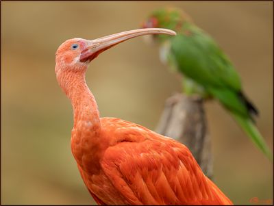 Ibis rouge 05