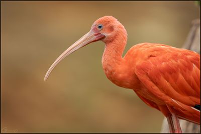 Ibis rouge 04
