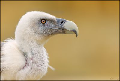 Vautour fauve 05