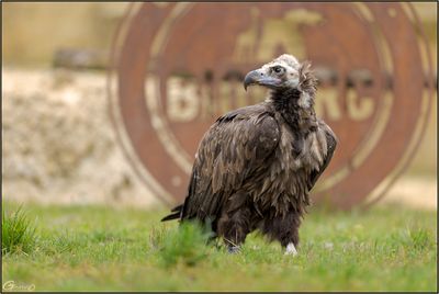 Vautour moine 01