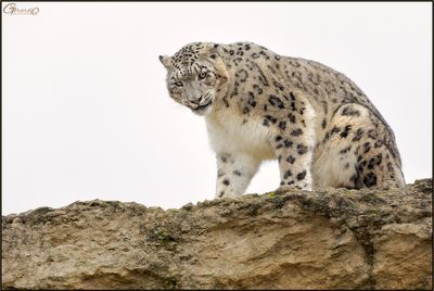 Panthre des neiges 02