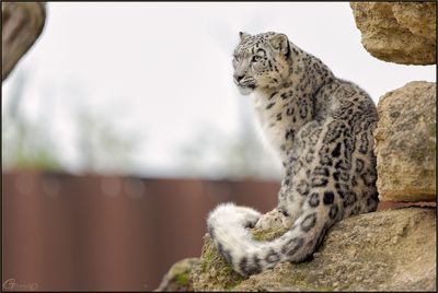 Panthre des neiges 03