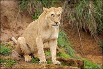 Lionne dAfrique 04
