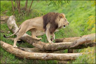 Lion dAfrique 01