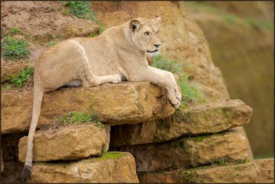 Lionne dAfrique 03
