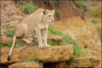 Lionne dAfrique 02